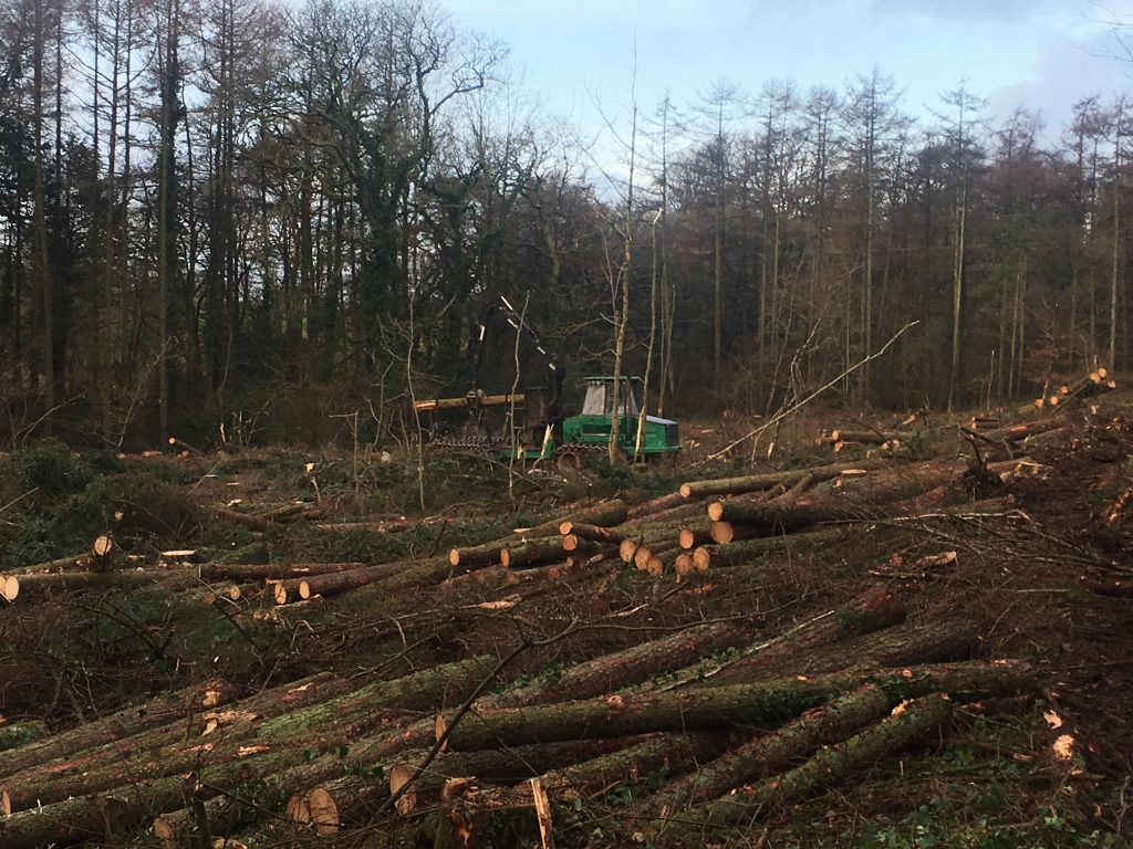 woodland-management-4