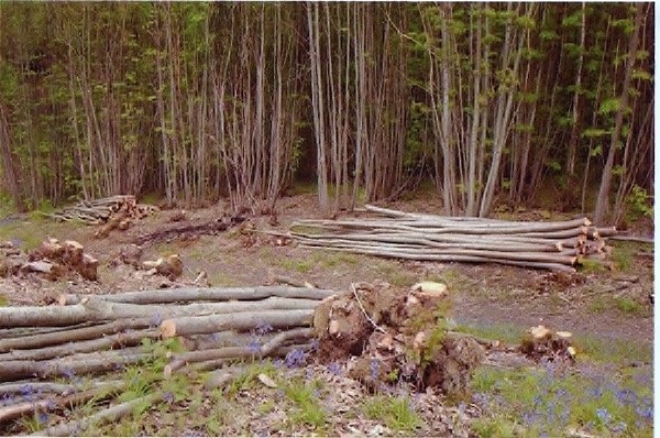 woodland-management-5