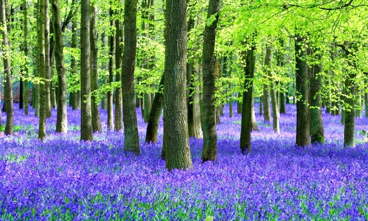 woodland-management-6