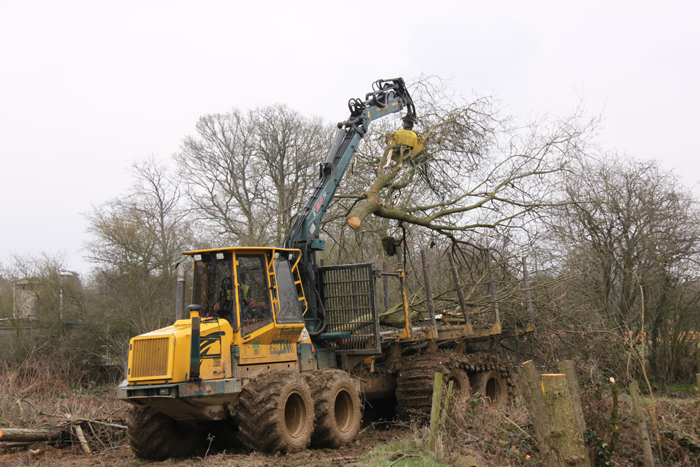 woodland-management-9